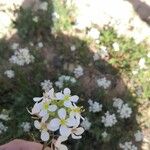 Diplotaxis erucoides Flower