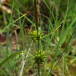 Carex viridula Other