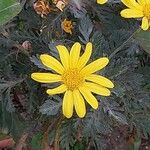 Euryops pectinatus Fleur