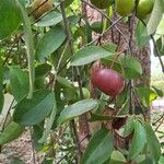 Garcinia indicaFruit