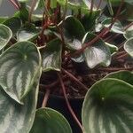 Peperomia argyreia Blad