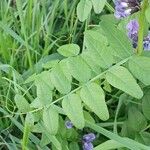 Vicia sepium Fuelha