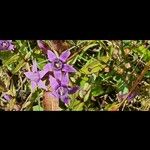 Gentianella germanica Floare