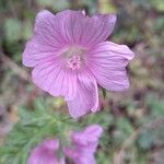 Malva alcea Flor