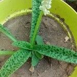 Ledebouria kirkii Лист