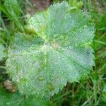 Alchemilla glabra Blad