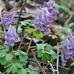 Corydalis solida Λουλούδι