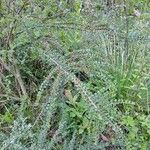 Cotoneaster integrifolius Anders