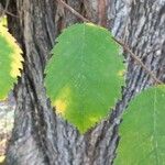 Ulmus americana Blad