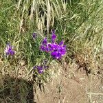 Delphinium consolida Blomst