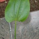 Aquarius cordifolius Leaf