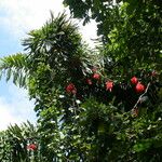 Mucuna novoguineensis Flower