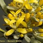 Neochamaelea pulverulenta Flor