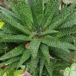 Gasteria carinata Leaf