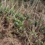 Hibiscus diversifolius Συνήθη χαρακτηριστικά