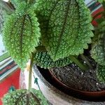 Pilea mollis Frunză