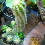 Echinopsis huascha Flor