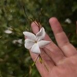 Jasminum grandiflorumফুল