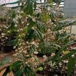 Clerodendrum indicum 花