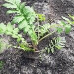 Tanacetum macrophyllum Yaprak