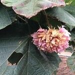 Dombeya wallichii Leaf