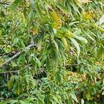 × Chitalpa tashkentensis Fuelha