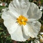 Cistus populifolius Flower