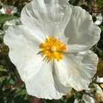 Cistus populifolius Fula