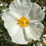 Cistus populifolius Blodyn