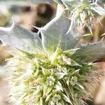 Eryngium maritimum Цвят