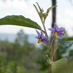 Solanum incanum Květ