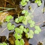 Ranunculus omiophyllus Leaf