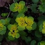 Chrysosplenium alternifolium برگ