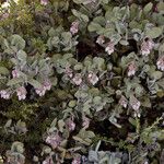 Arctostaphylos canescens 形态