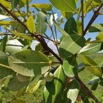 Calophyllum calaba برگ