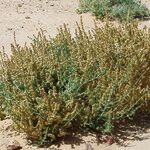 Salsola longifolia عادت