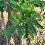 Glycosmis parviflora Leaf