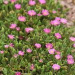 Drosanthemum hispidum 形態