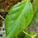 Mystroxylon aethiopicum Лист