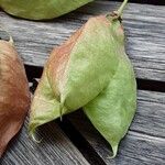 Staphylea pinnata Ffrwyth