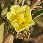 Pavonia gallaensis പുഷ്പം