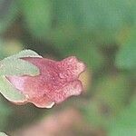 Scrophularia scorodonia 花