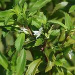 Capraria biflora 花