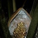 Attalea attaleoides Flower