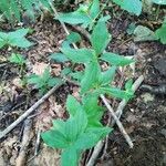 Asperula taurina Lehti