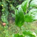 Hibiscus schizopetalus Leaf