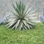 Agave vivipara 葉