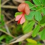 Indigofera brevicalyx Leaf