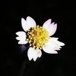 Tridax procumbens Floro