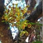 Gomesa riograndensis Λουλούδι